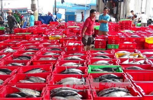 Ngư dân Khánh Hòa "được mùa" với cá ngừ sọc dưa ảnh 4